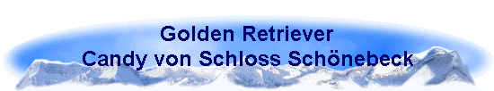Golden Retriever 
 Candy von Schloss Sch�nebeck